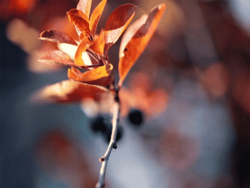 血清使用什么试管(金属放入试管中)